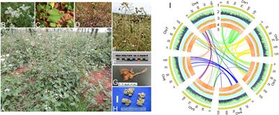 Genomics and resequencing of Fagopyrum dibotrys from different geographic regions reveals species evolution and genetic diversity